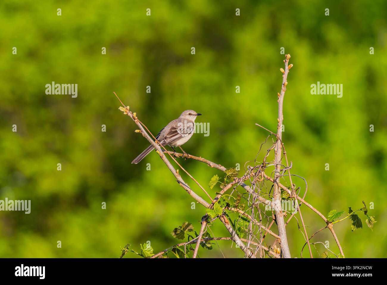Un petit oiseau gris est assis calmement sur une branche fine au milieu d'un fond vert luxuriant et flou de feuillage estival Banque D'Images