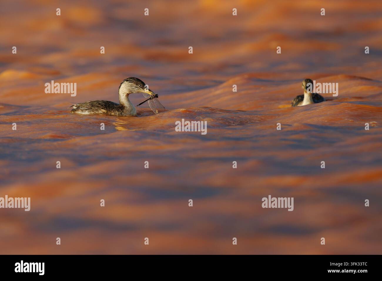 Tachymètre à tête grise Poliocephalus poliocephalus nageant avec une proie de libellule, lumière dorée du coucher du soleil, deuxième tachymètre derrière, oiseau aquatique, australien Banque D'Images
