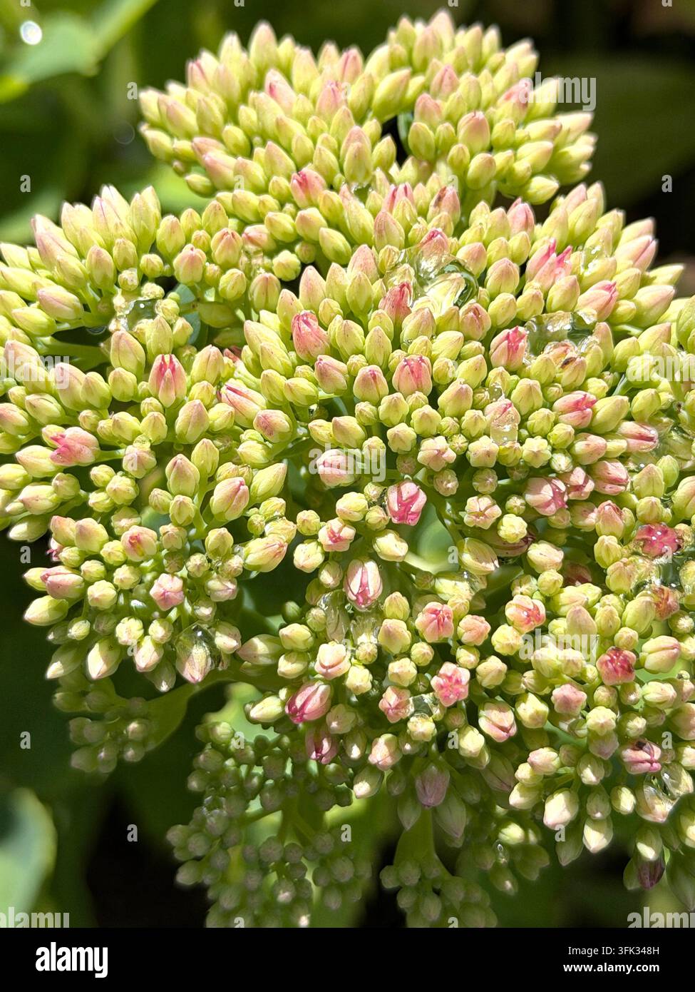 Bourgeons de fleurs de sedum verts et roses Banque D'Images