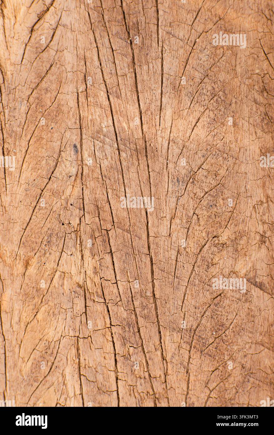 Fond texture d'écorce d'arbre sec naturel avec des motifs organiques fins Banque D'Images