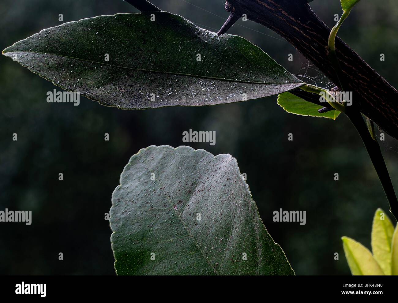Feuilles vertes sombres et coriaces avec une surface granuleuse ou légèrement tachetée, rappelant un feuillage d'agrumes ou de bois de pigeon Banque D'Images