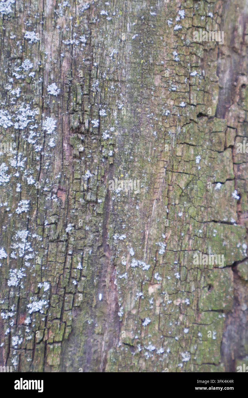 Bois rugueux et patiné couvert de taches de lichen pâles et de fines fissures formant une texture naturelle. Banque D'Images