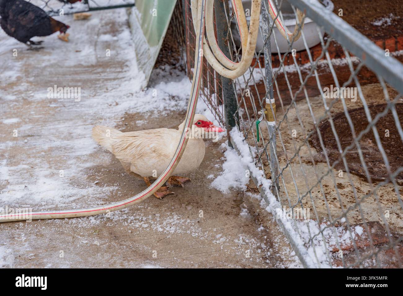 Canard de Barbarie blanc avec face rouge debout à côté d'un tuyau d'eau dans une cour enneigée Banque D'Images