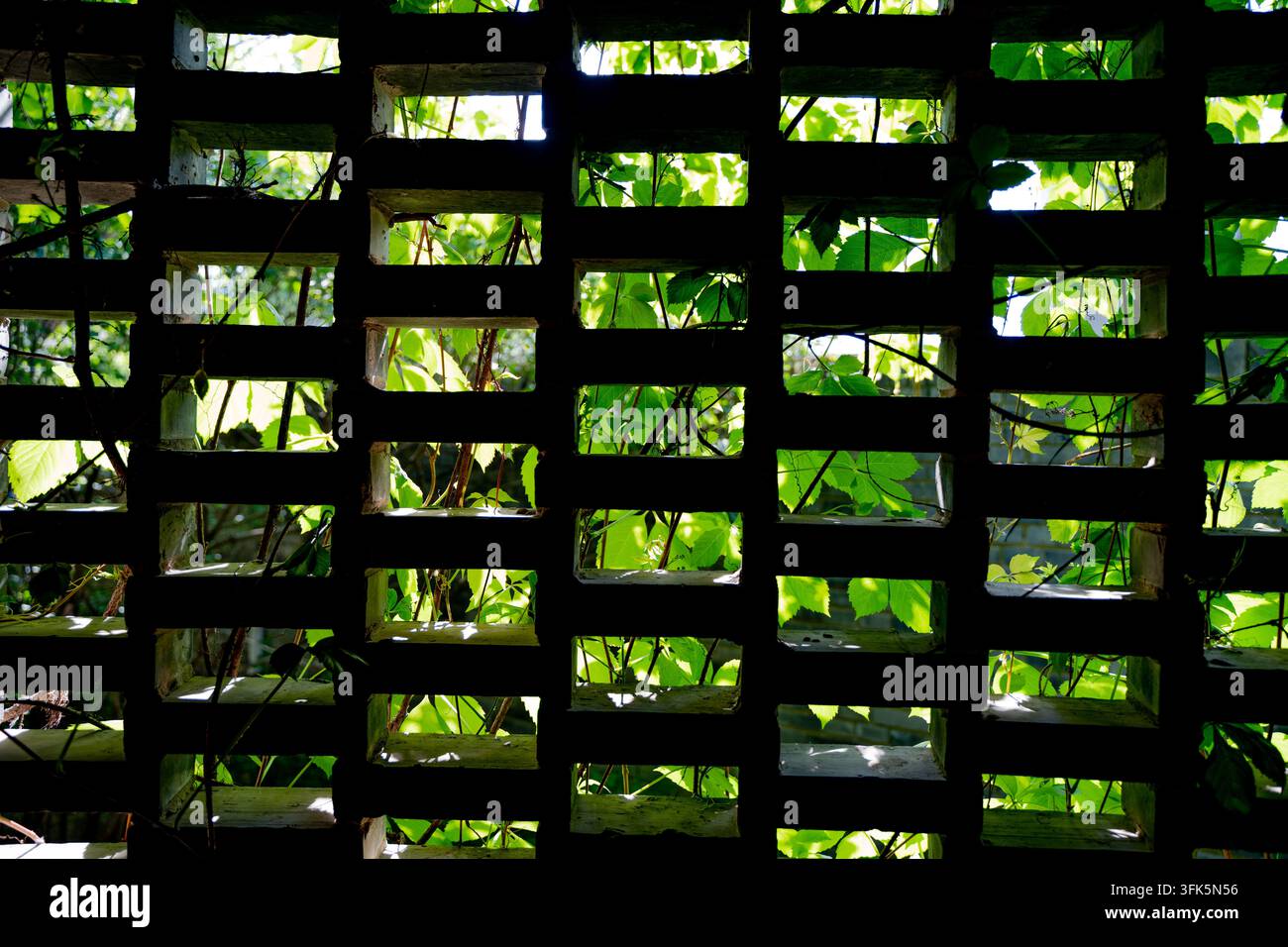 Lumière verte et ombres filtrant à travers une fenêtre en treillis de briques creuses Banque D'Images
