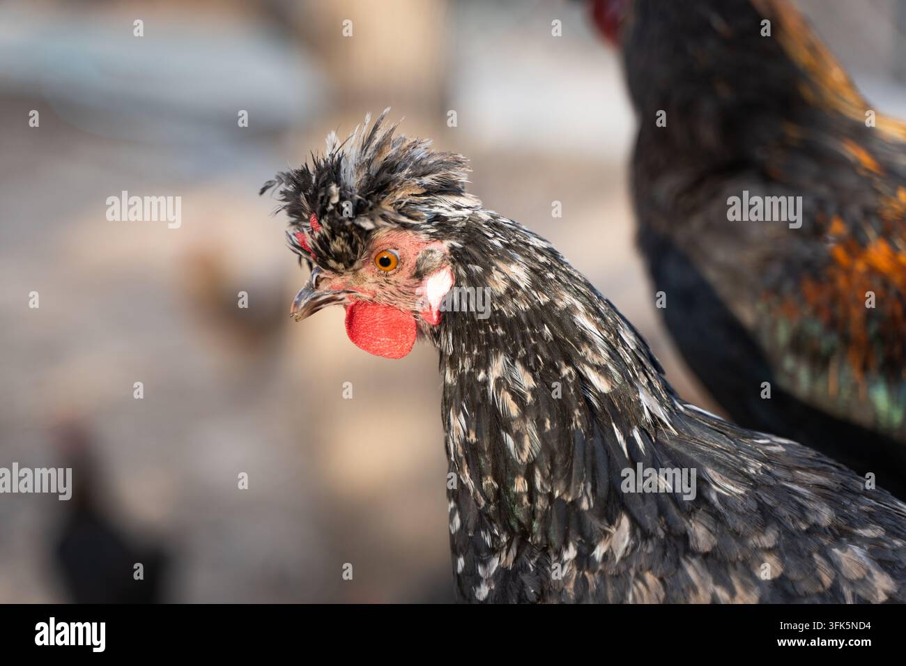 Grossissement de la tête d'un poulet Lady Amherst avec crête duveteuse et cornet rouge Banque D'Images