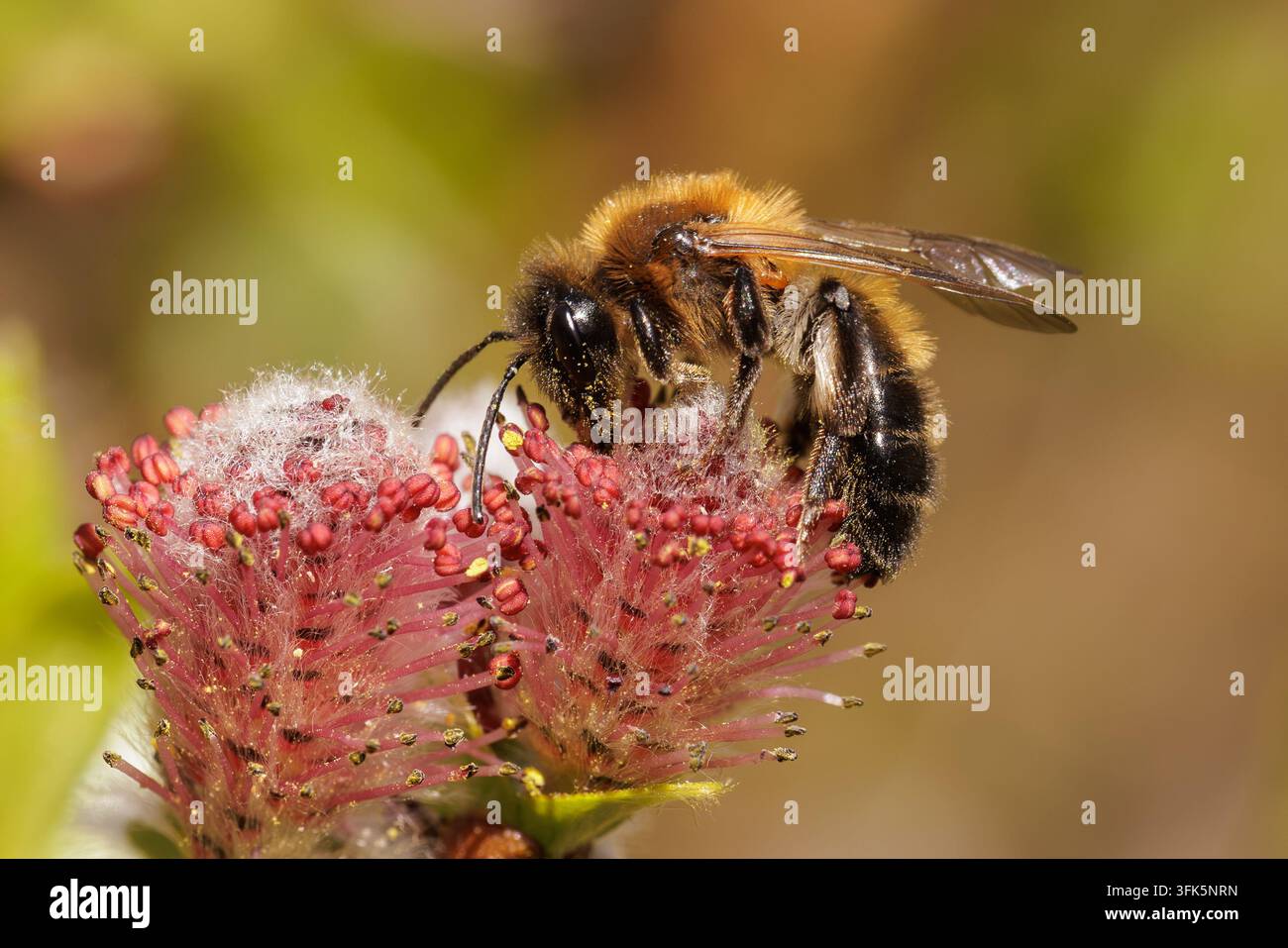 Abeille mineuse chocolat (Andrena scotica) collectant du pollen de chatons de saule Gros plan macro Banque D'Images