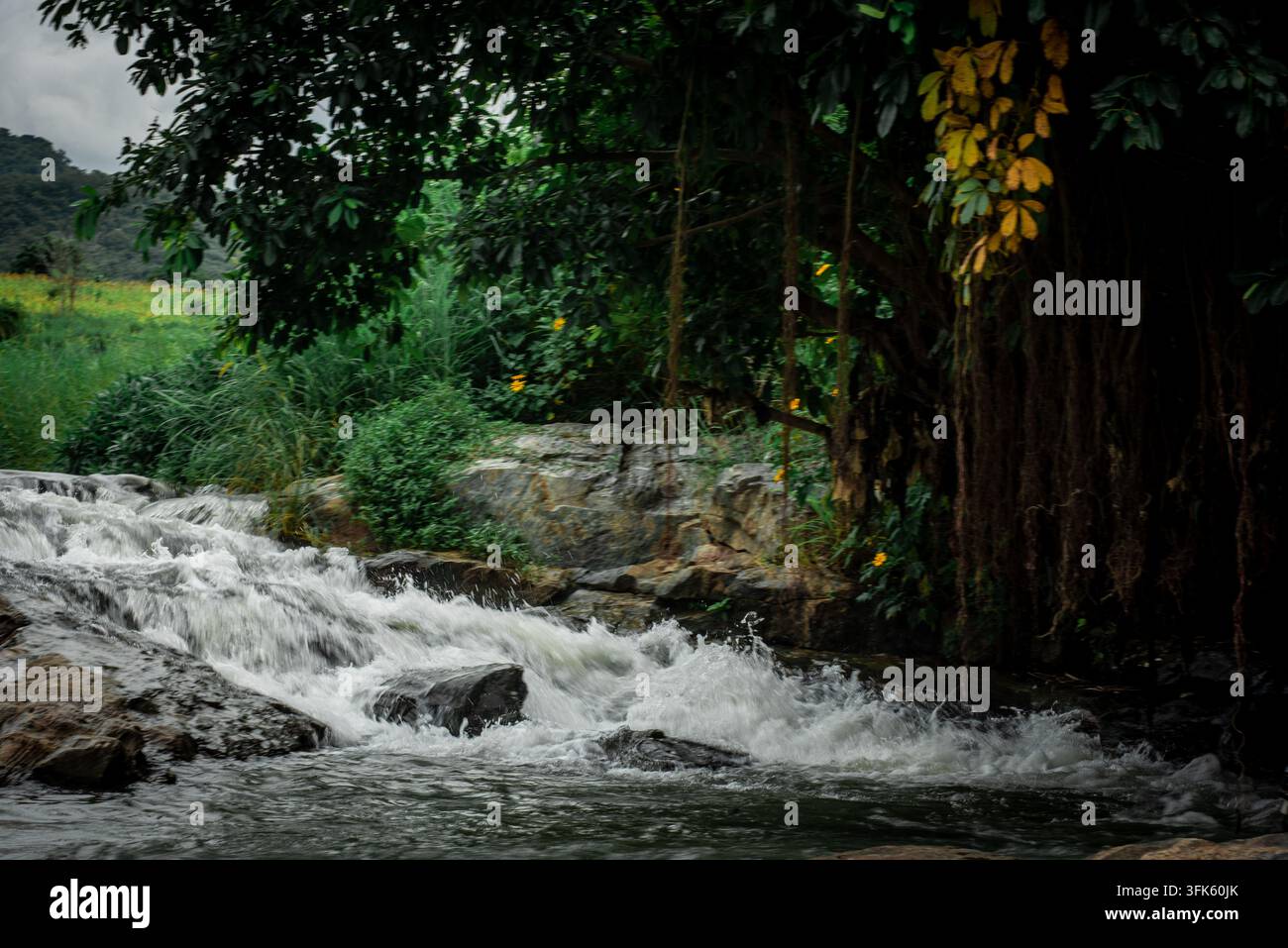 Vue d'une petite cascade tombant sur des roches sombres entourées d'une végétation luxuriante, d'arbres surplombants avec des racines pendantes et de fleurs jaunes à J Banque D'Images