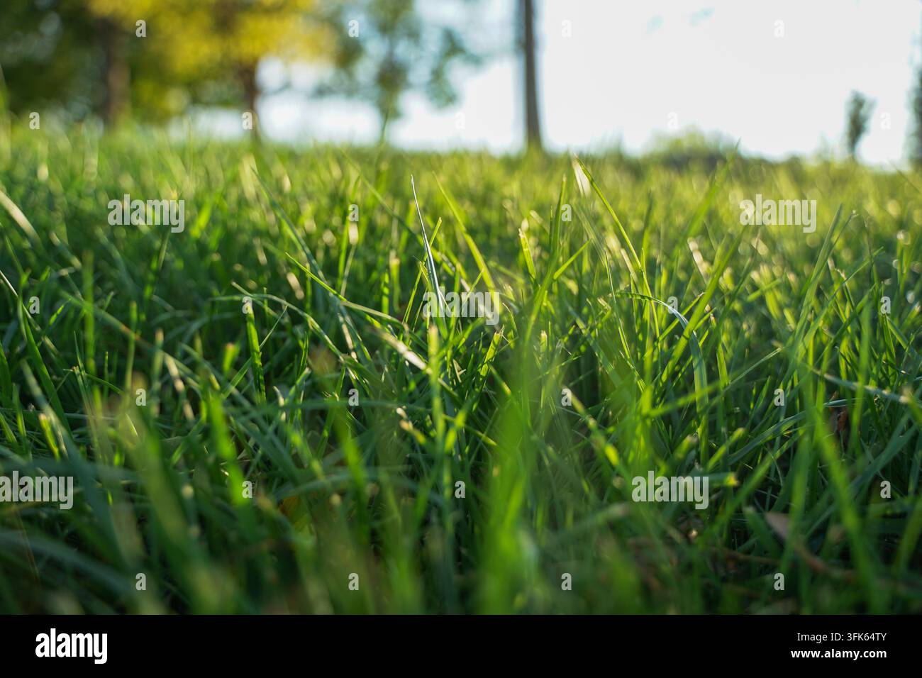Gros plan bas d'une prairie d'herbe verte baignée par la lueur du coucher de soleil Banque D'Images