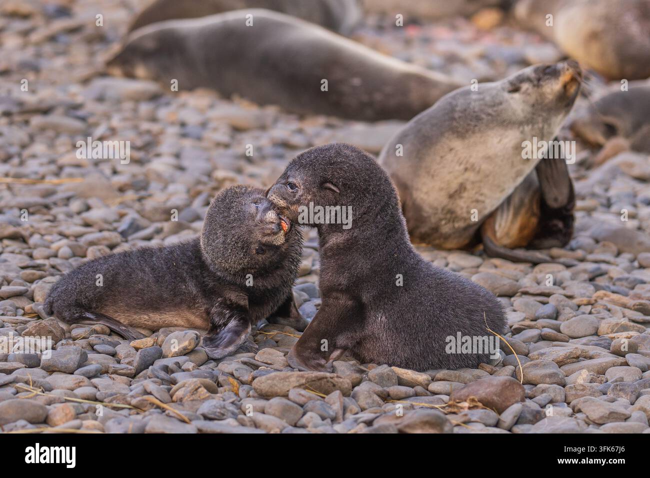 Vue de deux oursons phocidés interagissant sur la plage rocheuse de Jason Harbour, Géorgie du Sud et les îles Sandwich du Sud. Banque D'Images