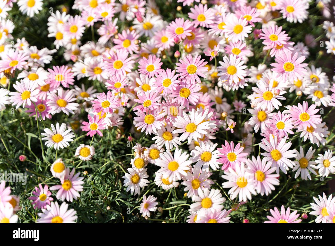 Grossissement d'une mer de grandes fleurs roses de Chrysanthemum × morifolium Banque D'Images