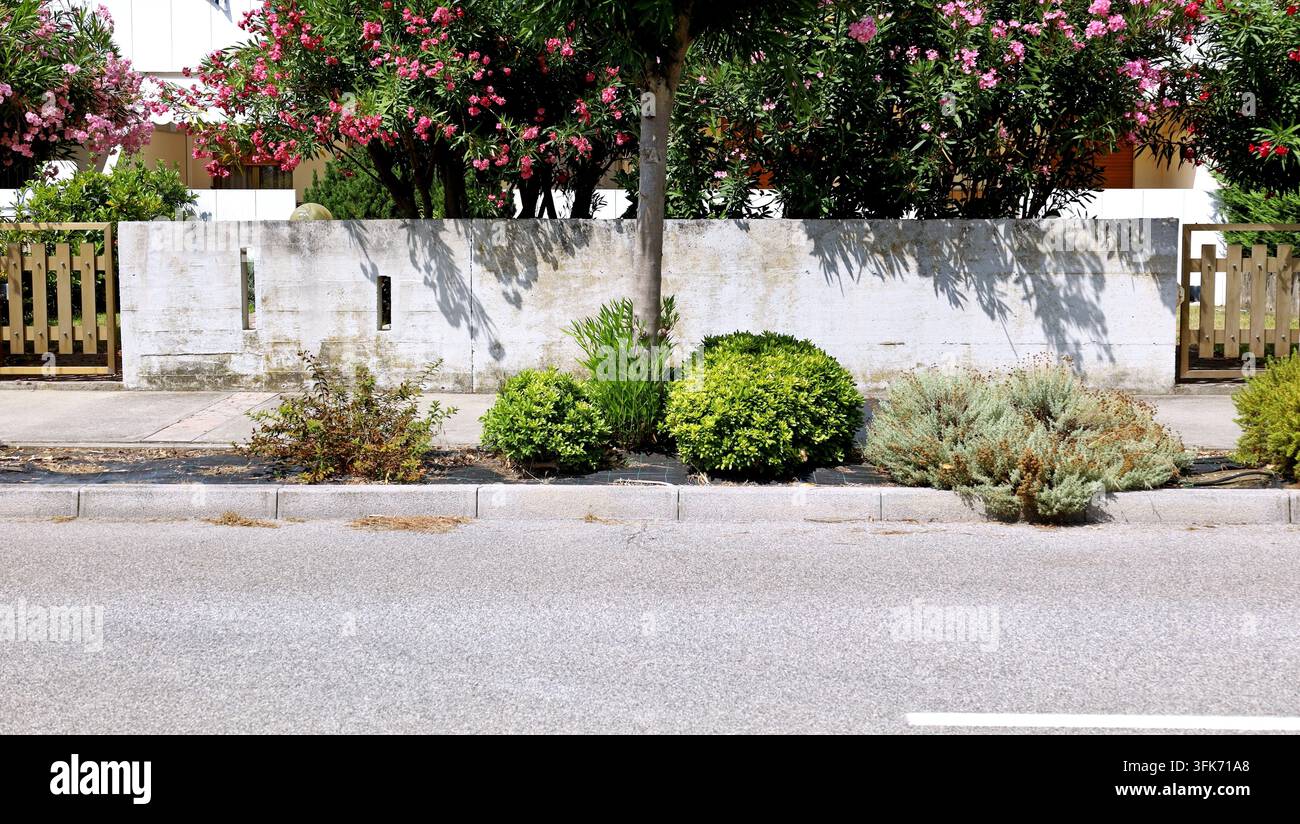 Arbre et plantes au bord du trottoir devant la rue. Clôture en béton et plante fleurie en arrière-plan. Fond pour espace de copie. Banque D'Images