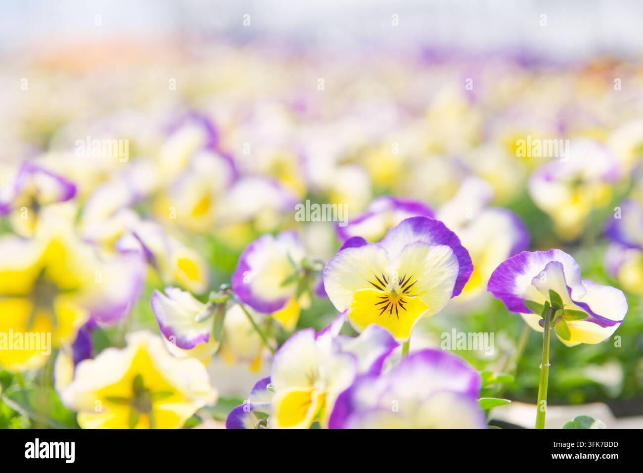 Ressentez l'énergie rajeunissante des fleurs fraîches de pavots, offrant une expérience de jardin visuellement apaisante et incroyablement paisible. Banque D'Images