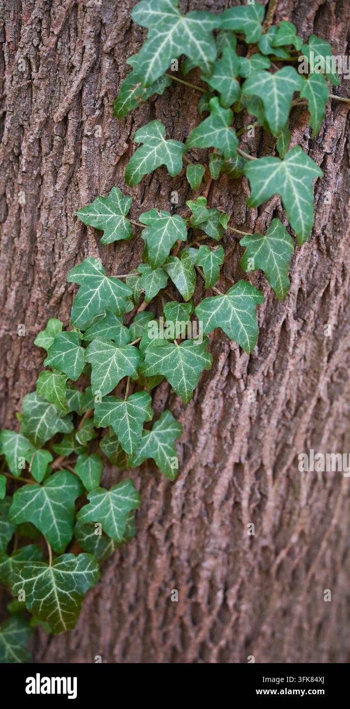 Vigne de lierre vert poussant sur une écorce d'arbre texturée, créant une forêt naturelle Banque D'Images