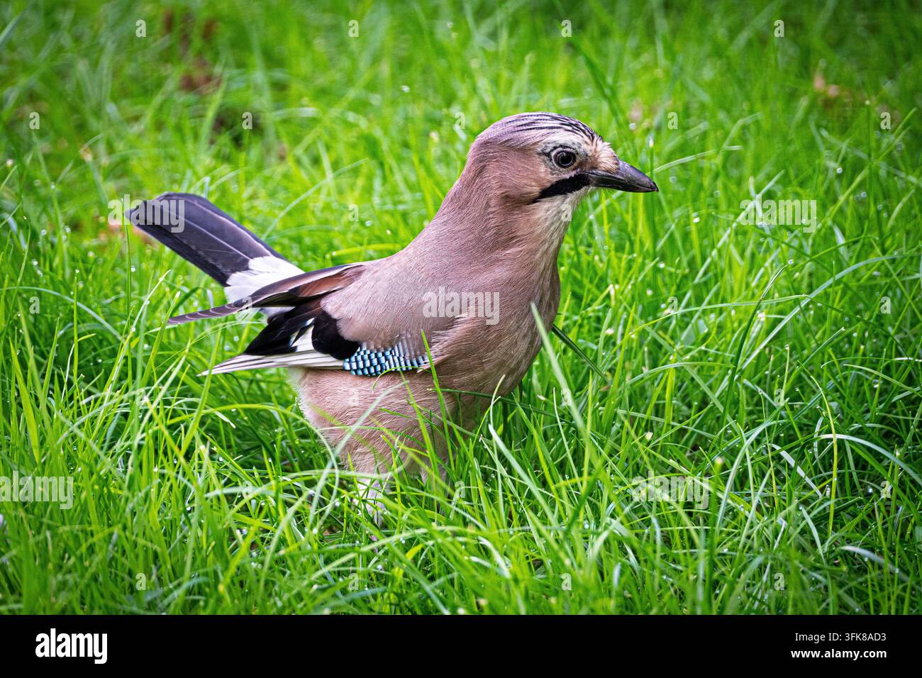 Un geai debout sur l'herbe. Banque D'Images