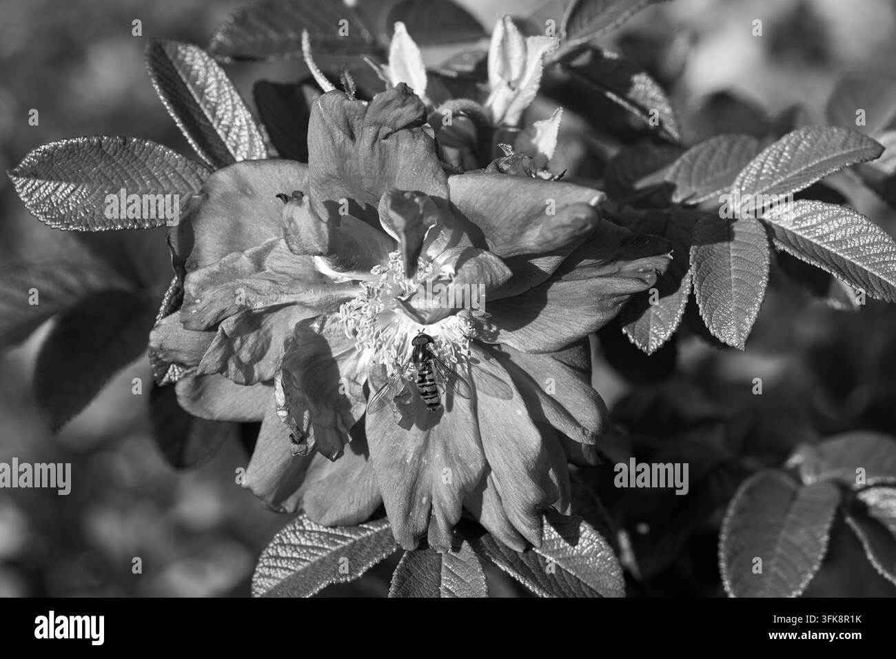 Grossissement d'une abeille et d'une fleur sur un rosier en automne, Pologne, monochrome Banque D'Images