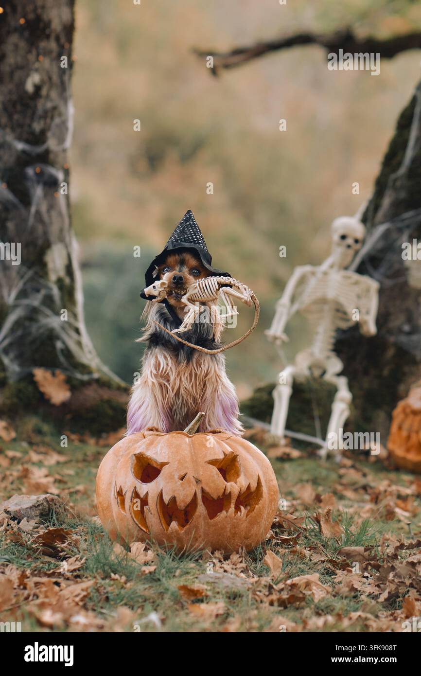 Yorkshire Terrier pose dans un chapeau pointu au-dessus d’une citrouille lumineuse de style Jack-o’-lanterne. Des accessoires squelettes et un décor forestier automnal complètent cette Halloween ludique Banque D'Images