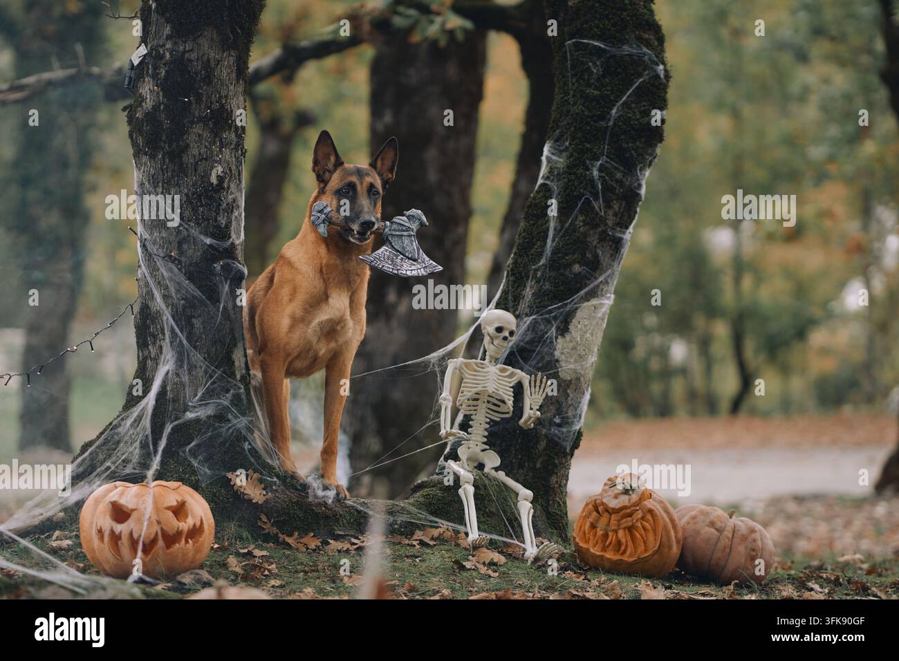 Malinois belge pose entre des arbres en toile d'araignée à côté d'un squelette et de lanternes de citrouille. Les tons sombres de la forêt soulignent les vacances d'automne effrayantes Banque D'Images