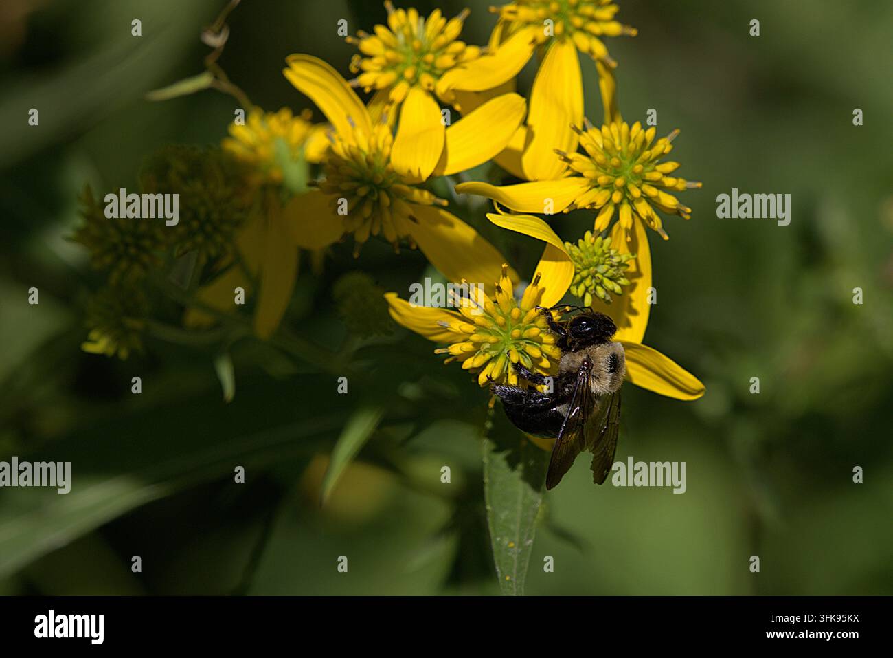 Close-up d'une bourdonne collectant du pollen sur des fleurs sauvages jaune vif sous le soleil d'été. Banque D'Images