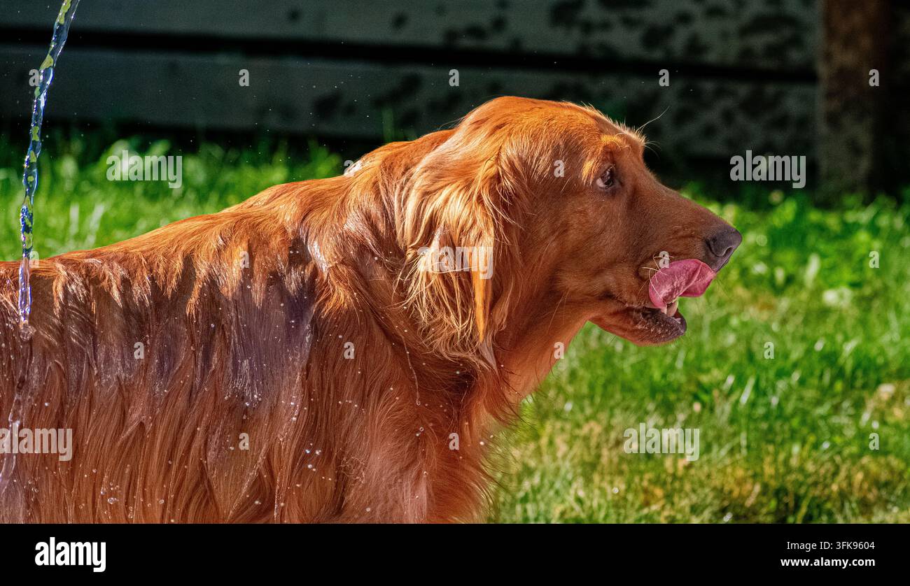 Golden retriever mouillé de profil, la langue enroulée sortant alors qu'il lappe un jet d'eau d'un arroseur dans un jardin ensoleillé. Banque D'Images