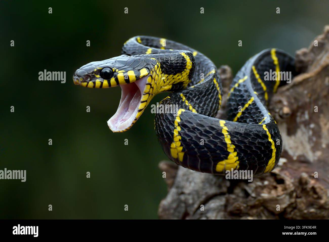 Viper des mangroves (Trimeresurus purpureomaculatus) enroulée sur une branche sèche Banque D'Images