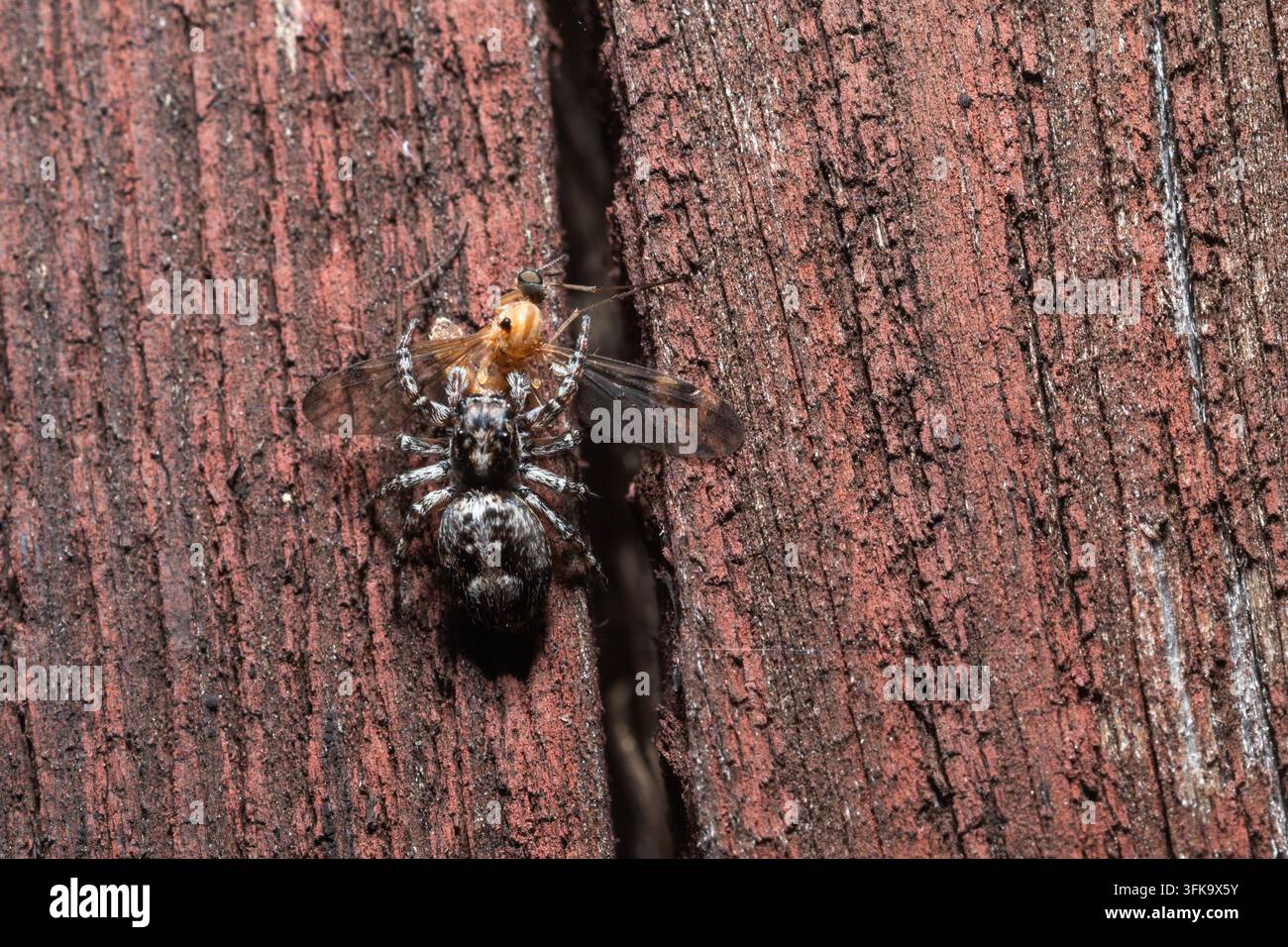 Araignée sauteuse (Marpissa muscosa) se nourrissant de proies insectes capturées sur une planche de clôture en bois Banque D'Images
