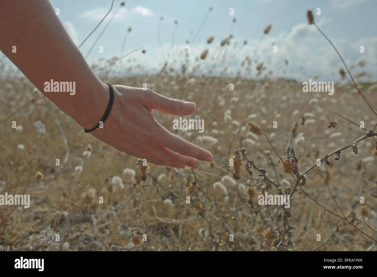 Main de femme touchant doucement des herbes sauvages séchées Banque D'Images