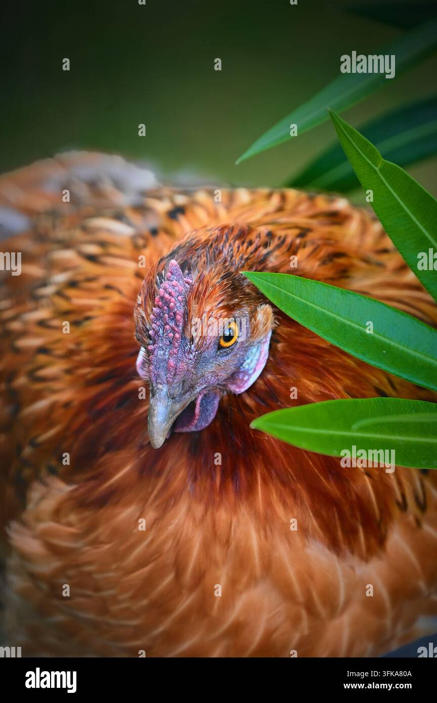 Photographie macro verticale d'une tête de poulet rouge duveteuse avec des plumes vibrantes regardant à travers des feuilles vertes. Banque D'Images