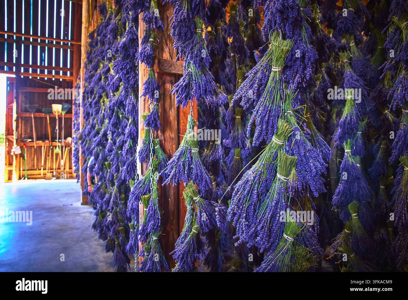 Boutons de lavande séchant dans une grange rustique à la ferme de lavande avec la lumière du soleil et des fleurs violettes Banque D'Images