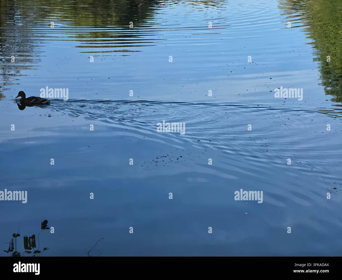 Canard solitaire nageant seul sur un fleuve bleu calme laissant une traînée de ondulations douces sur la surface de l'eau immobile avec des reflets d'arbres verts. Oiseau solitaire paisible i - Image de stock capturée avec un smartphone