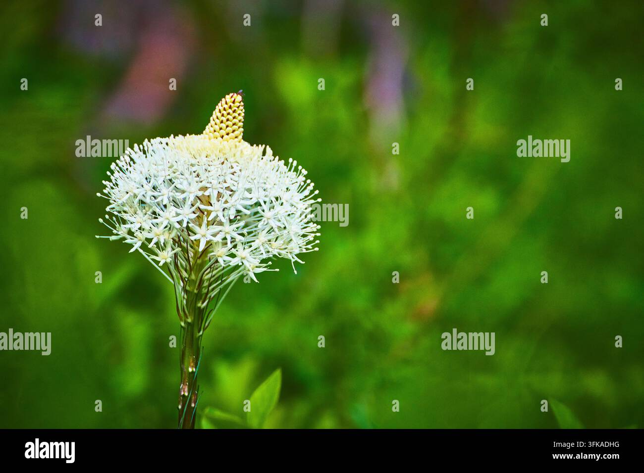 Fleur d'herbe d'ours en fleur, fleur sauvage blanche avec fond vert doux gros plan Banque D'Images