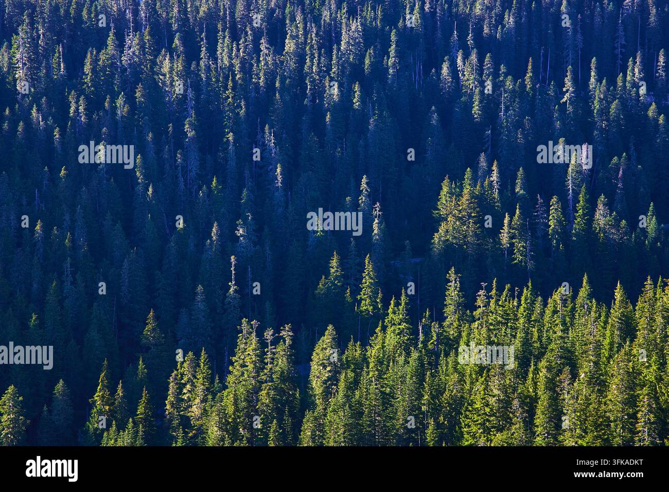 Canopée dense de forêt à feuillage persistant baignée de soleil au parc national du mont Rainier Banque D'Images