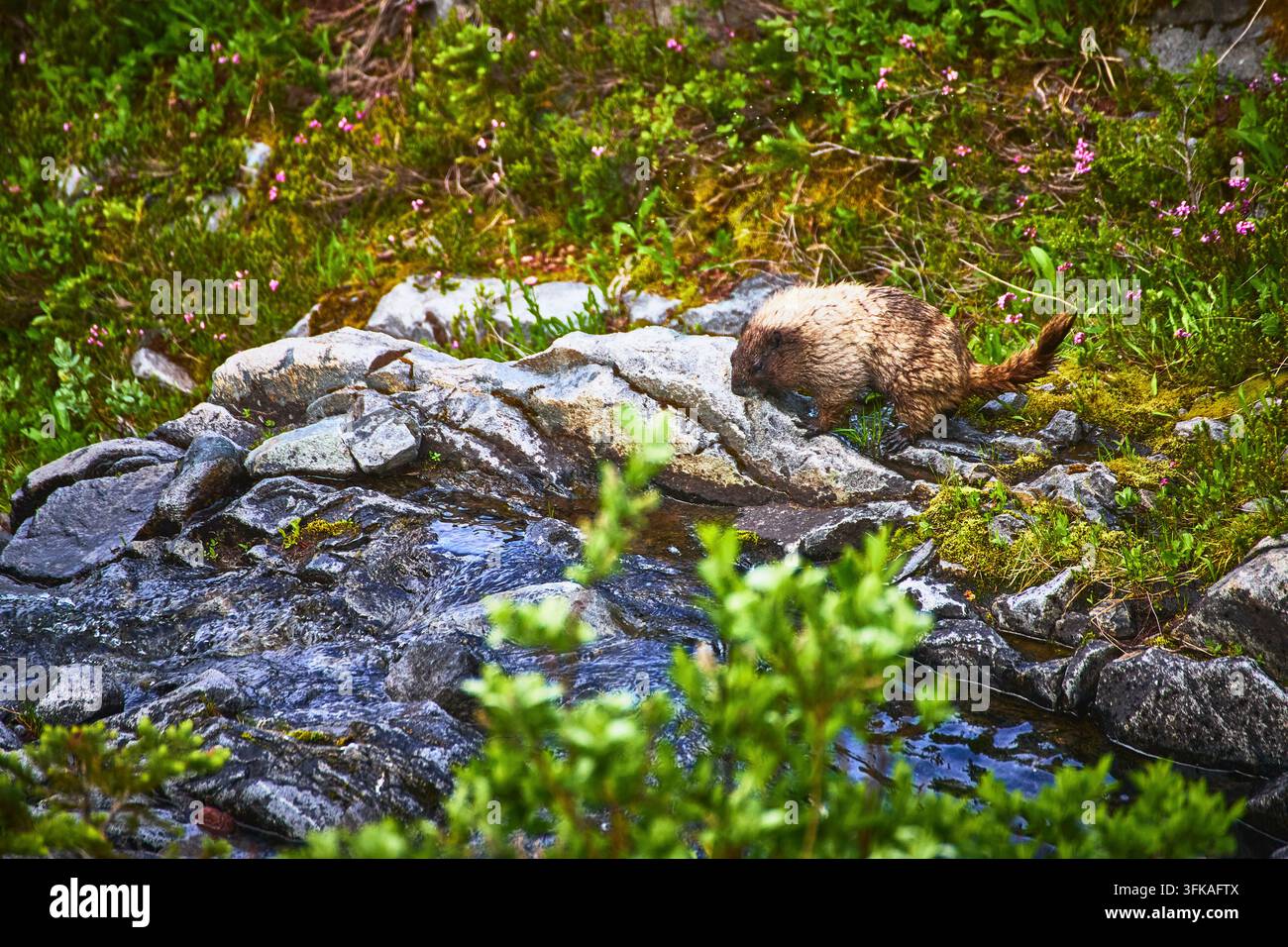 Marmotte sauvage près d’un ruisseau de montagne parmi des fleurs alpines et des rochers dans un paysage estival luxuriant Banque D'Images