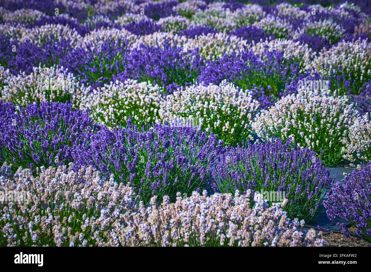 Rangées de champs de lavande à Sequim, Washington, avec des fleurs violettes et blanches éclatantes Banque D'Images