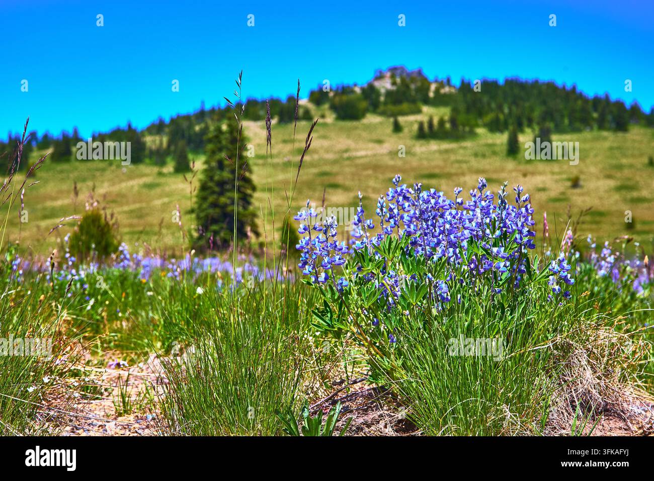 Fleurs sauvages et prairie herbeuse avec collines boisées sous un ciel bleu perspective estivale Banque D'Images