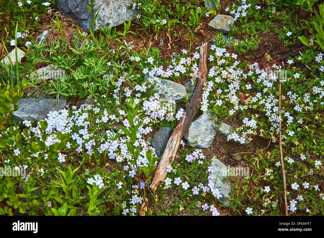 Fleurs sauvages et rochers dans une prairie alpine avec un bâton et une végétation luxuriante verte Banque D'Images