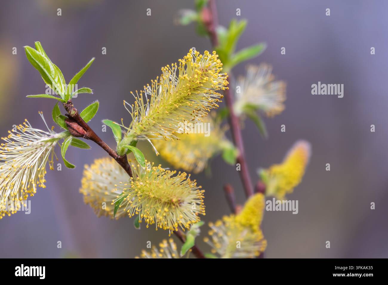 La nature se réveille au printemps. Brindilles de saule en fleurs et chatons de saule à fourrure, appelés phoques ou chats. Dimanche des palmiers. Saule houx, Salix caprea Banque D'Images