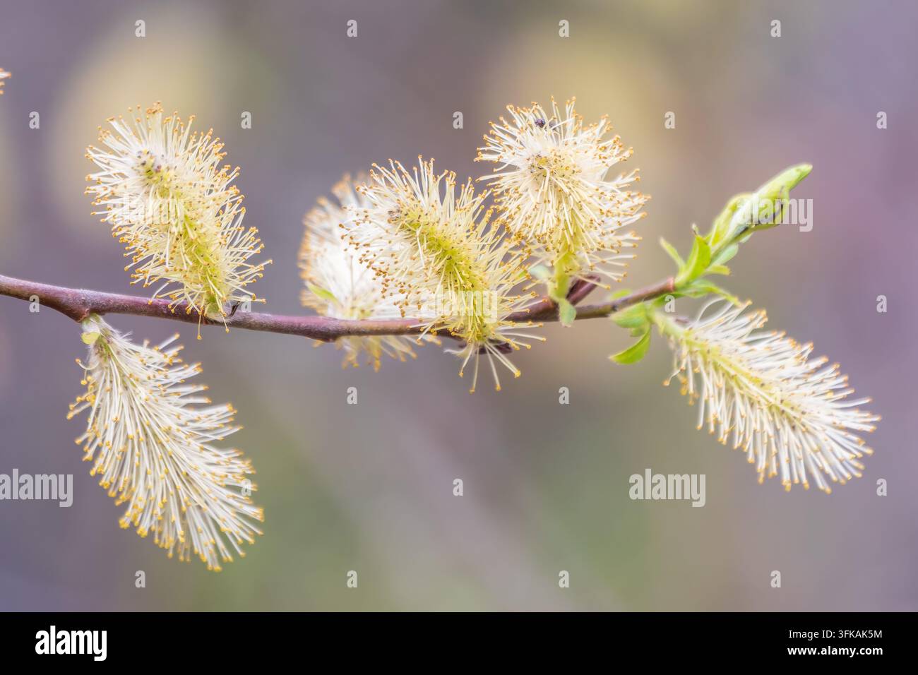La nature se réveille au printemps. Brindilles de saule en fleurs et chatons de saule à fourrure, appelés phoques ou chats. Dimanche des palmiers. Saule houx, Salix caprea Banque D'Images