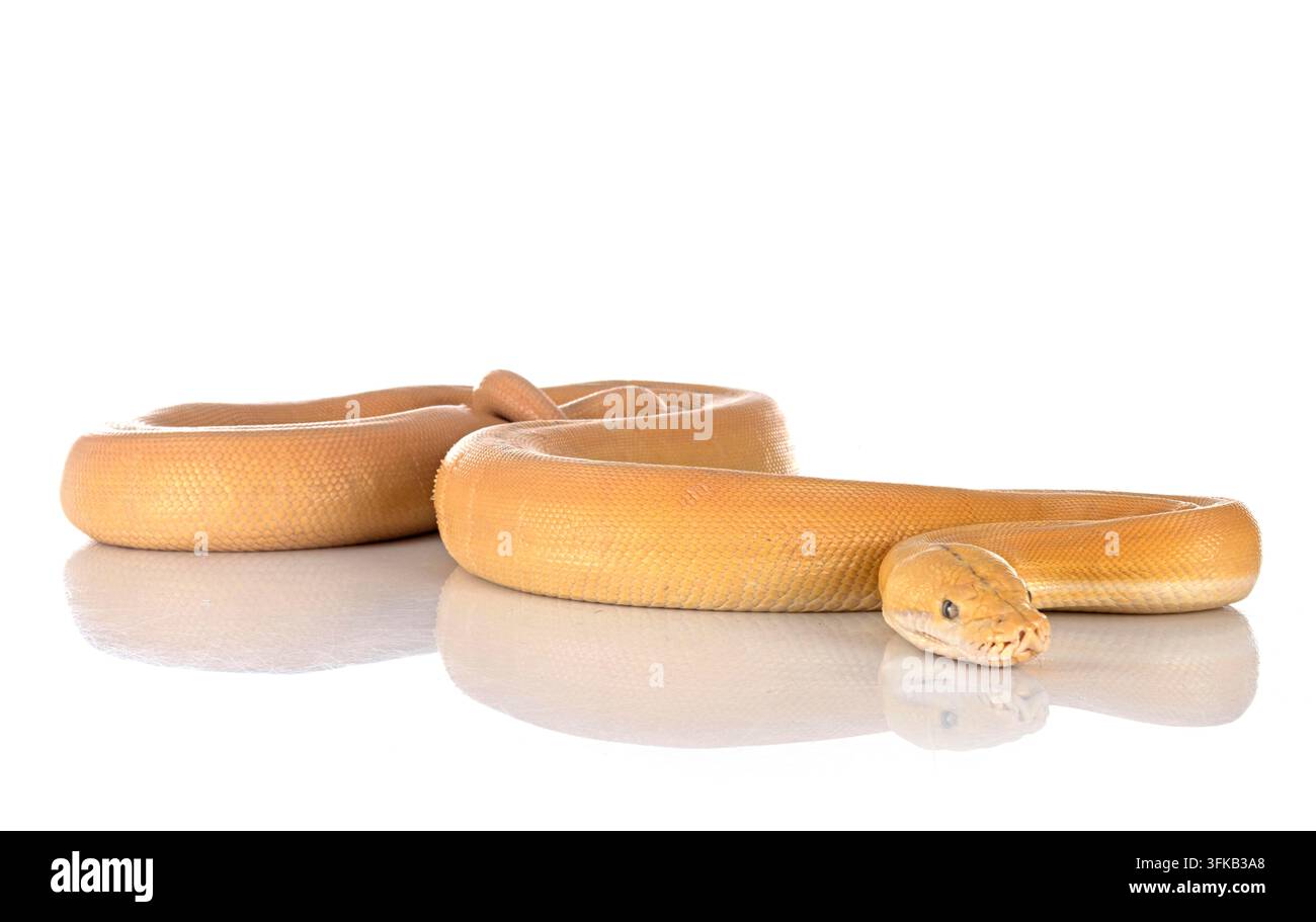 Python réticulé in front of white background Banque D'Images