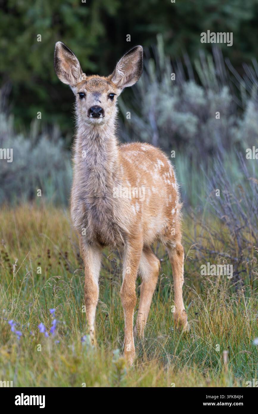 Un faon de cerf vigilant se tient parmi des fleurs sauvages d'été sur une prairie de montagne dans la chaîne des Absaroka au Wyoming. Banque D'Images