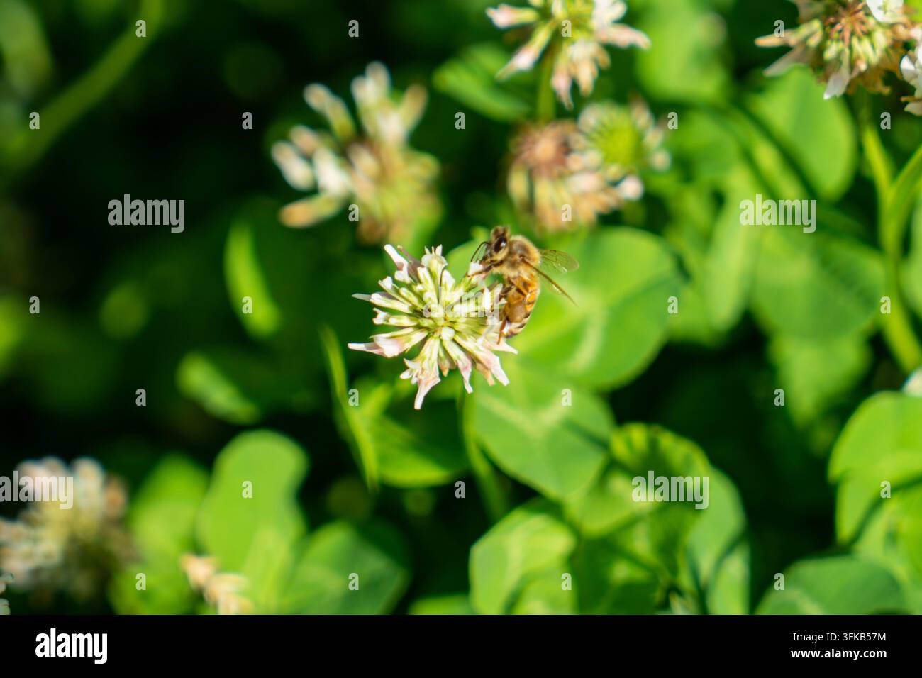 Prise de vue macro d'une abeille butineuse récoltant du nectar sur des fleurs de trèfle Banque D'Images