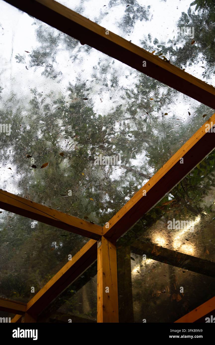 Toit de serre en verre mouillé avec des gouttes de pluie, de la condensation et des arbres flous visibles à l'extérieur sous la pluie Banque D'Images