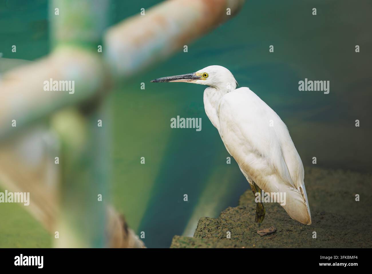 Un profil latéral d'une petite aigrette debout sur une corniche en pierre avec du bambou flou au premier plan Banque D'Images