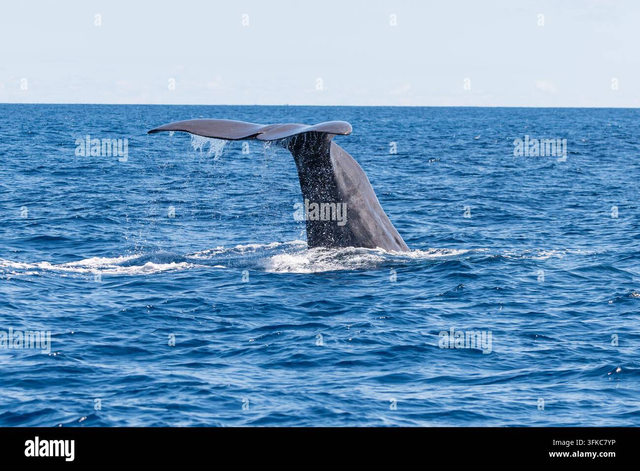 Une large nageoire de baleine s'élève verticalement hors de l'océan bleu profond, capturée en plein plongeon alors que l'eau goutte et éclabousse de sa large nageoire gris foncé Banque D'Images