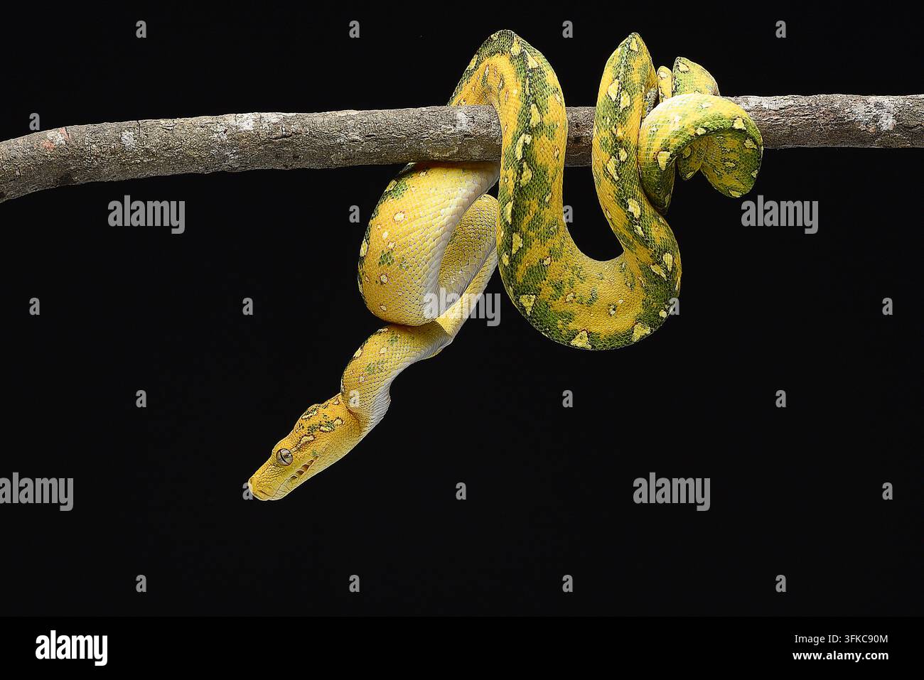 Python vert morph jaune (Morelia viridis) enroulé sur une branche Banque D'Images