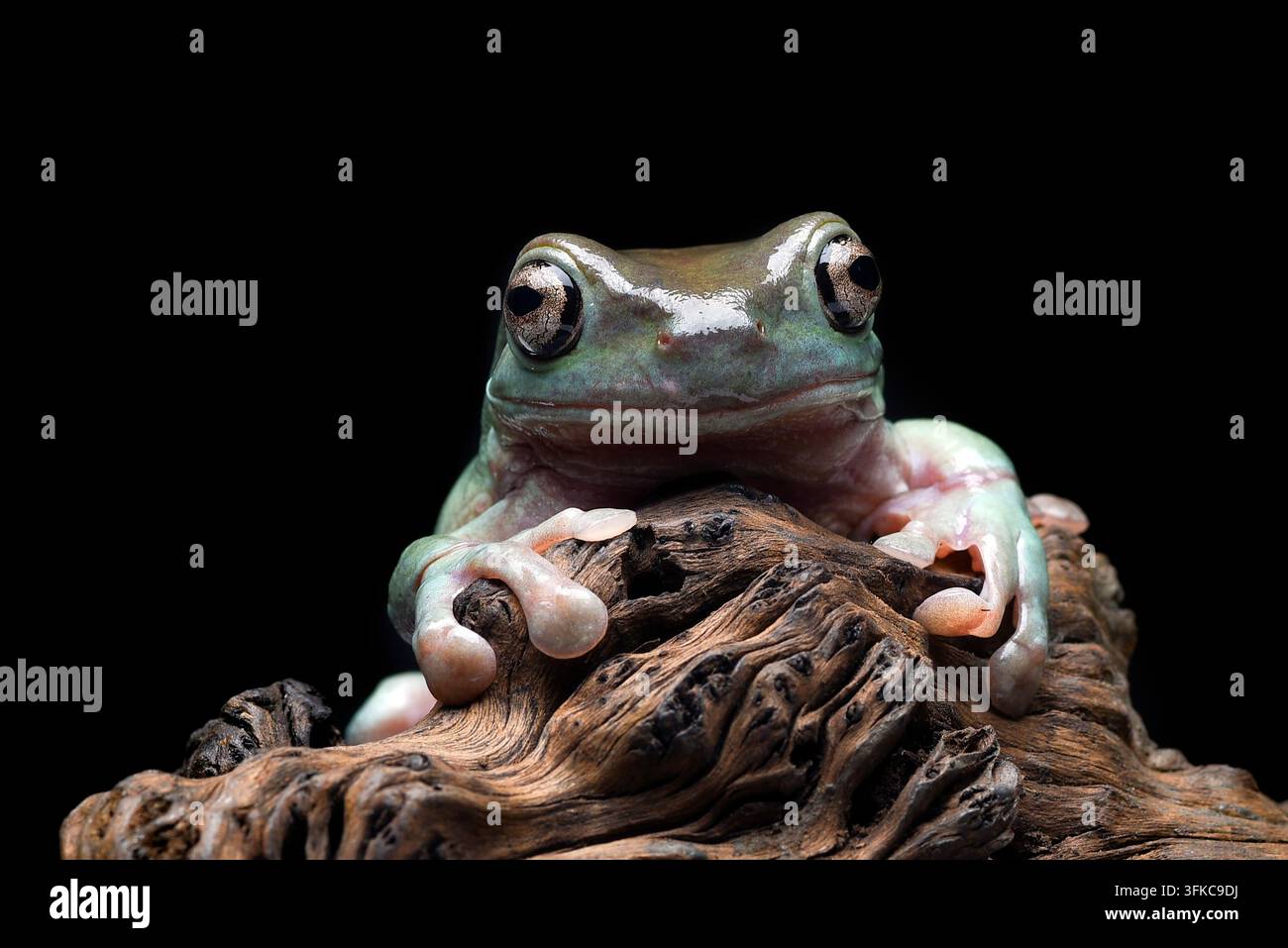 Grenouille arboricole blanche (Litoria caerulea) perchée sur une bûche Banque D'Images