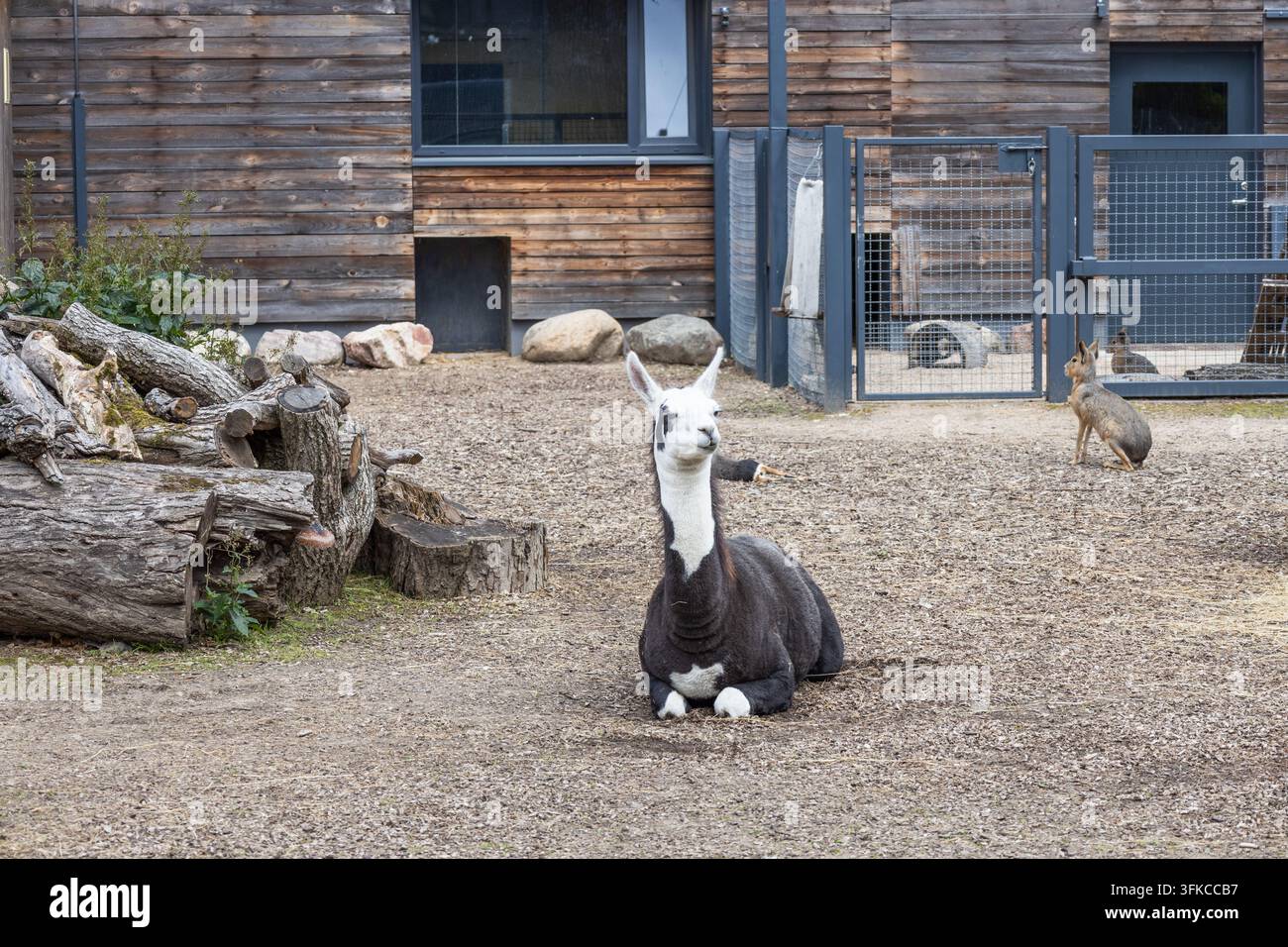 Lama reposant au sol dans un enclos extérieur de zoo Banque D'Images