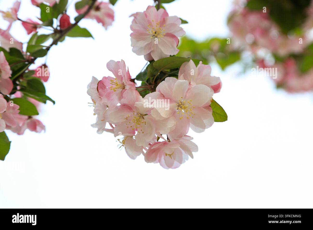 Fleurs de pommier rose épanouies sur les branches au printemps, avec des pétales décolorant du blanc au rose pâle, associées à des feuilles vertes fraîches, sur un fond flou Banque D'Images