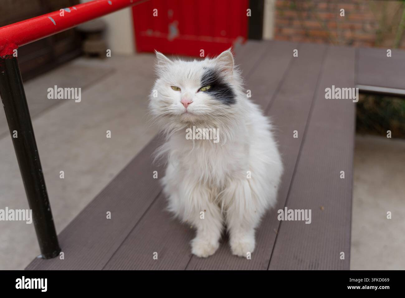 Chat long poilu et duveteux se tenant fièrement sur la terrasse en bois de la cour d'une ferme rurale Banque D'Images