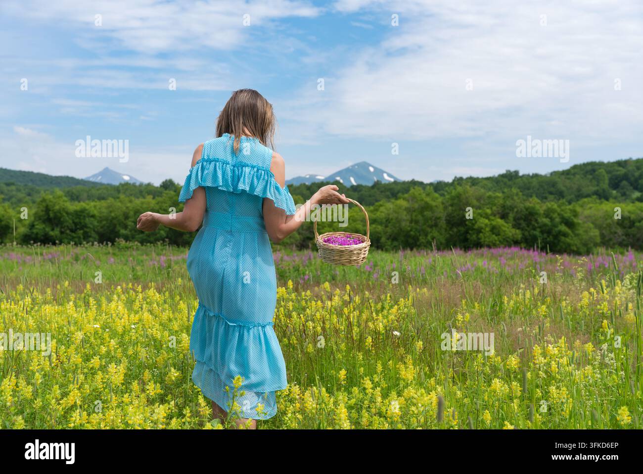 Femme en robe bleue tenant un panier de fleurs violettes marchant à travers une prairie de fleurs sauvages jaunes avec forêt. Vue arrière de la femme profitant d'une journée d'été en plein air Banque D'Images