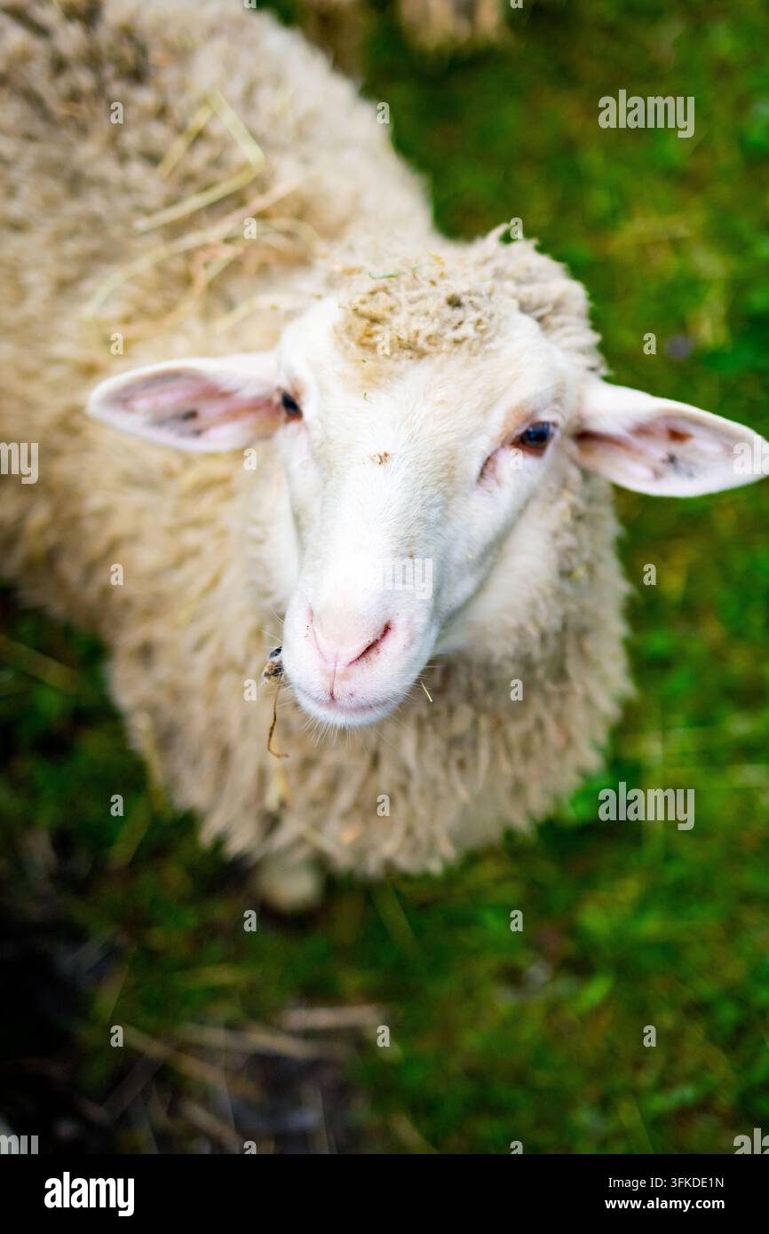 Portrait rapproché d'un mouton laineux aux oreilles douces et au nez tacheté. L'herbe fraîche brille autour de l'enclos tandis qu'une mise au point douce isole l'animal calme pour Banque D'Images
